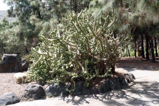 GC-Jardin Botanico Viera 2019-09.JPG
